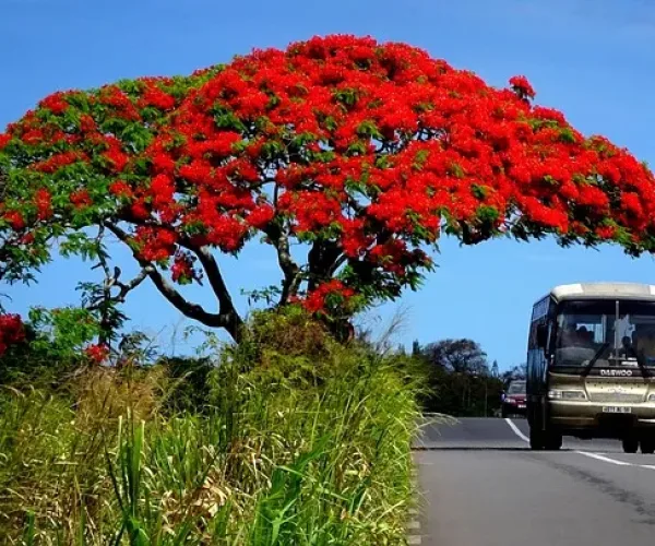 Mauritius Fernreisen