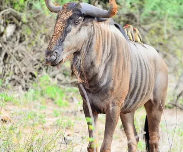 National Parks Afrika